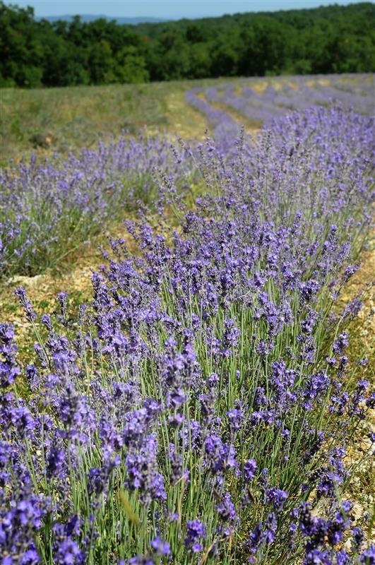 Lavanda fine di Causses — photo 3