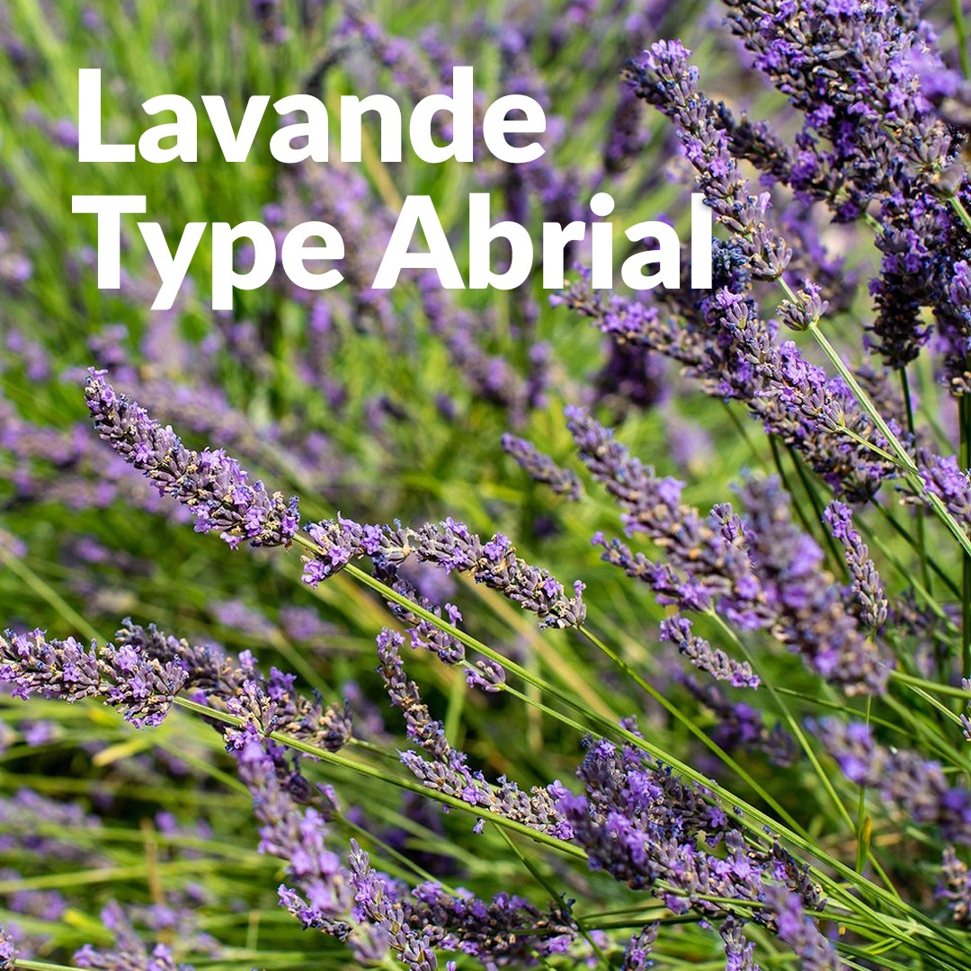 Lavandino abriale
