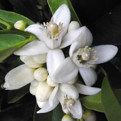 Neroli - Fiori d'arancio — photo 2