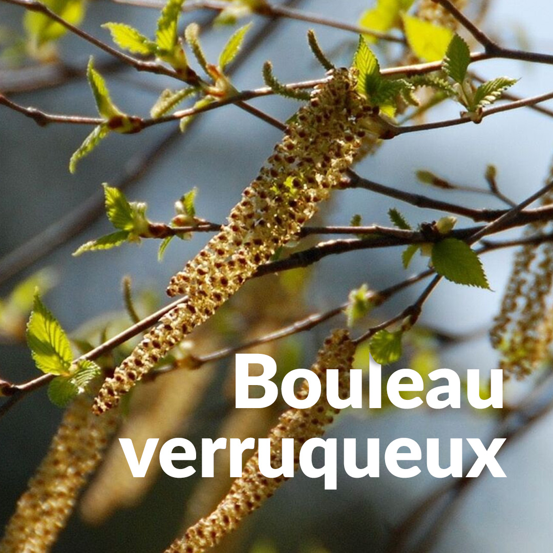 Betulla verrucosa (gemma)