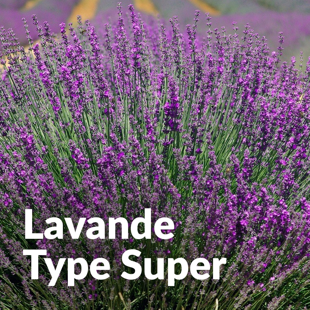 Lavandino super