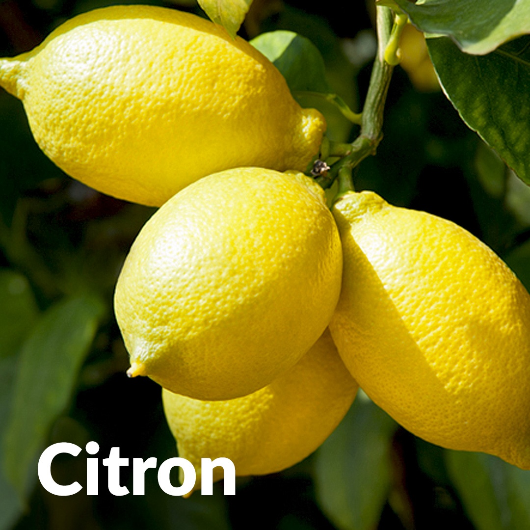 Limone