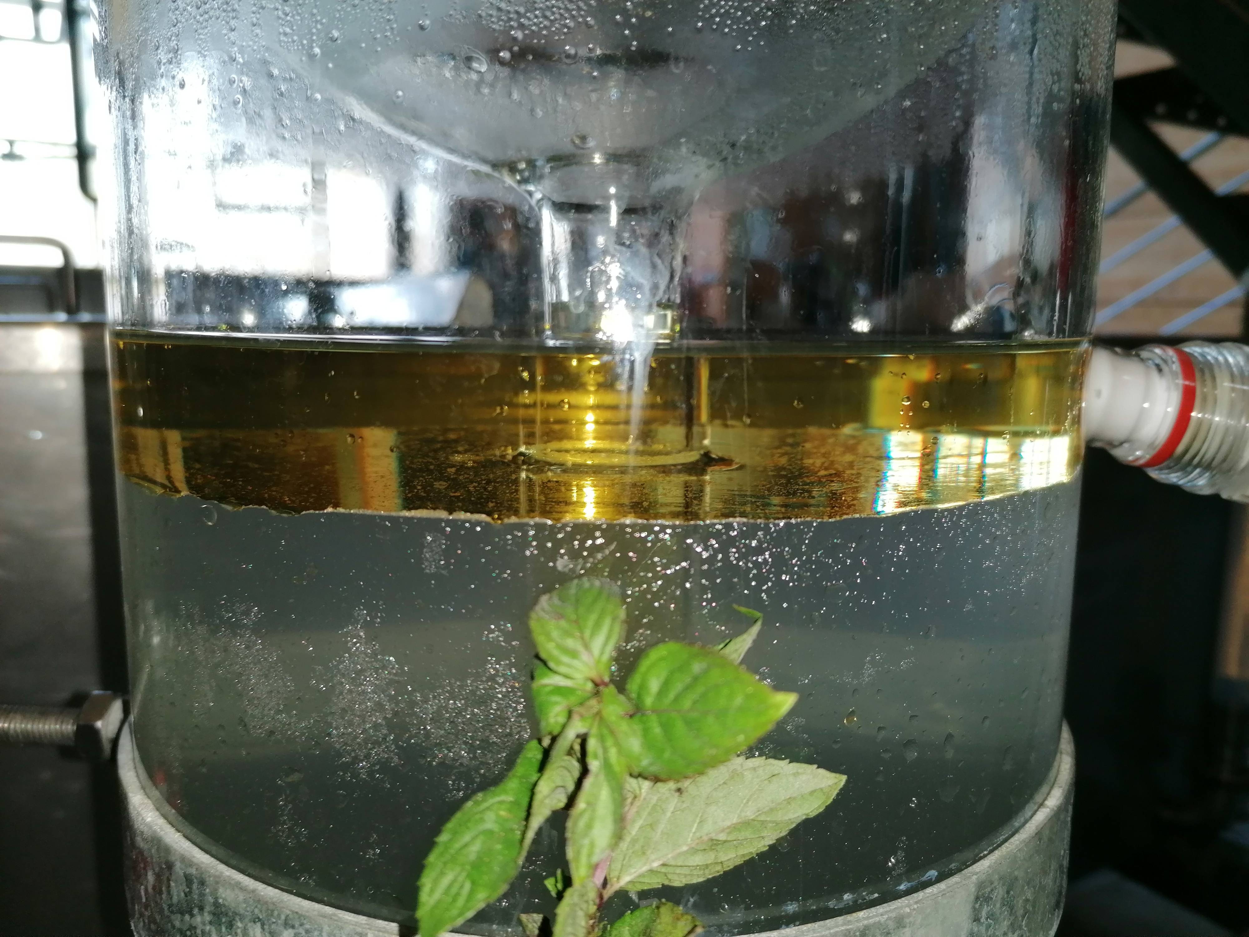 La distillazione di Menta piperita