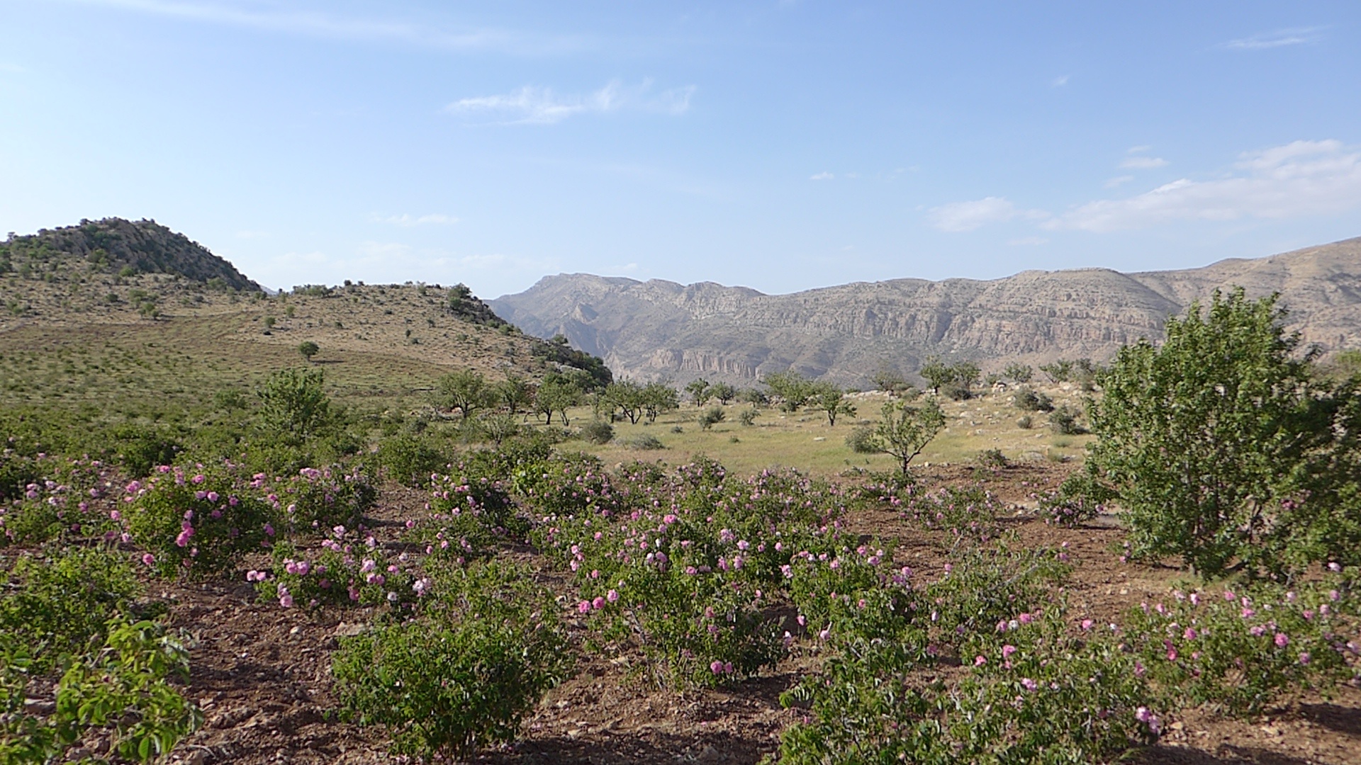 La distillazione di Rosa damascena