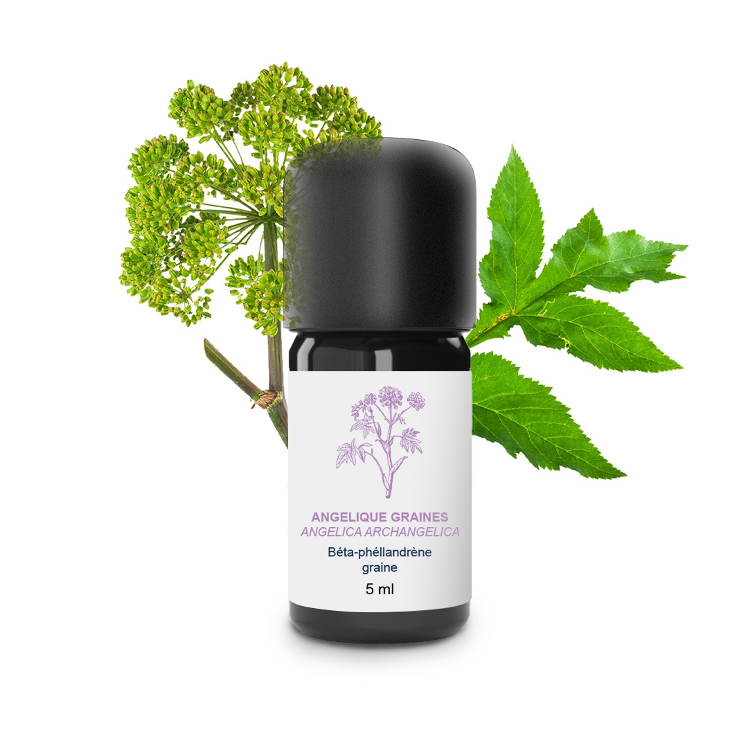 Semi di olio essenziale di Angelica 100% biologici e lavorati a mano