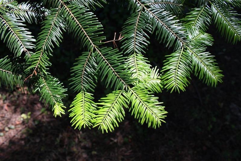 Abete gigante — photo 4