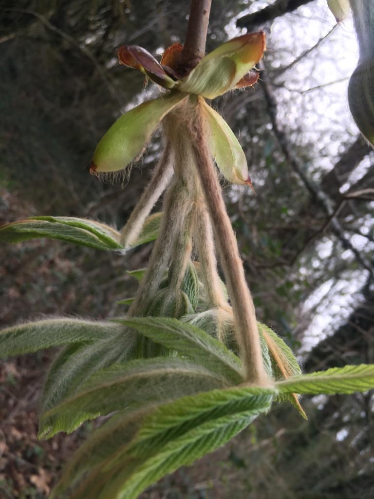 Decouvrez la distillation Macerato di gemme di ippocastano 100% biologico e artigianale