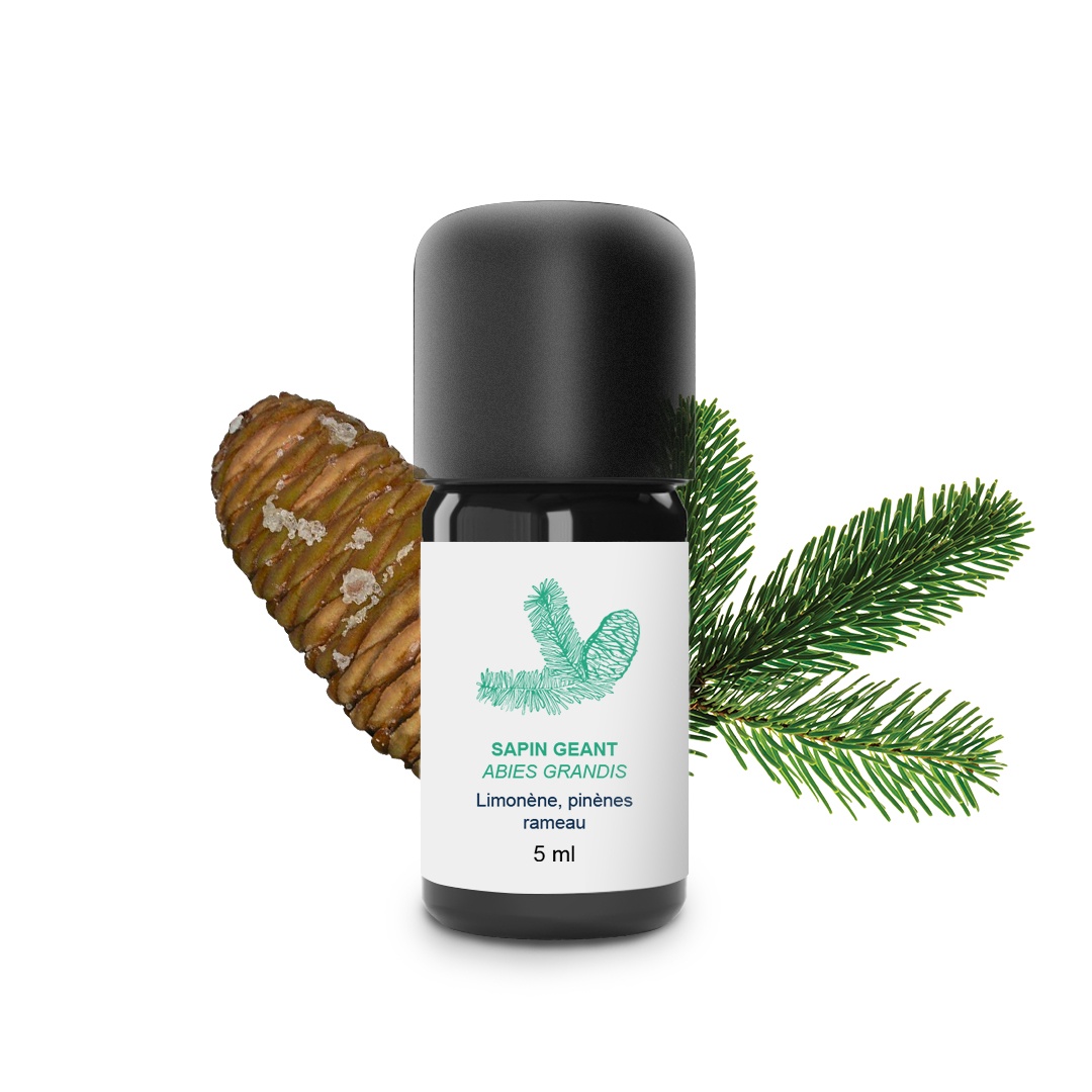 Olio essenziale di abete gigante 100% biologico e artigianale