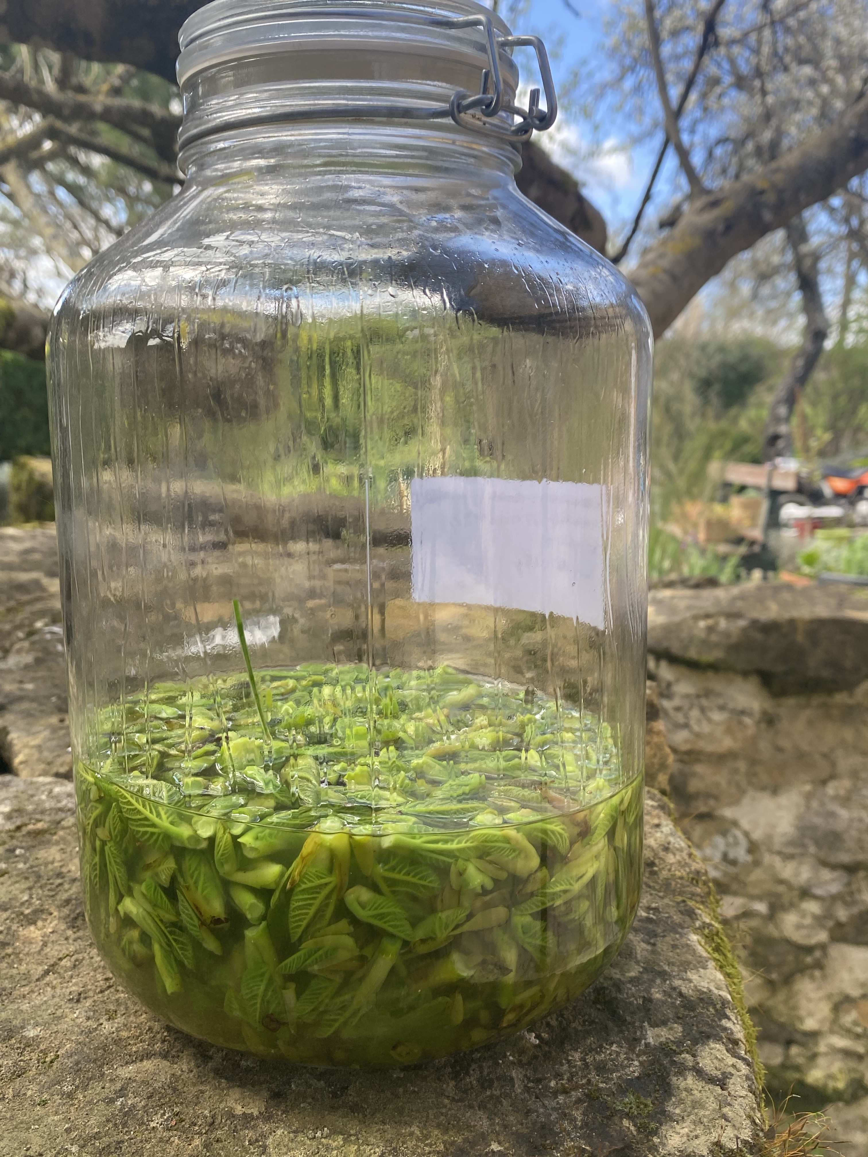 Decouvrez la distillation Macerato di gemme di fico 100% biologico e artigianale