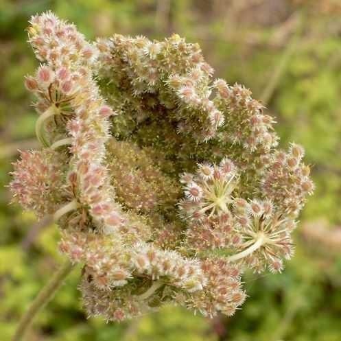 Carota selvatica — photo 3