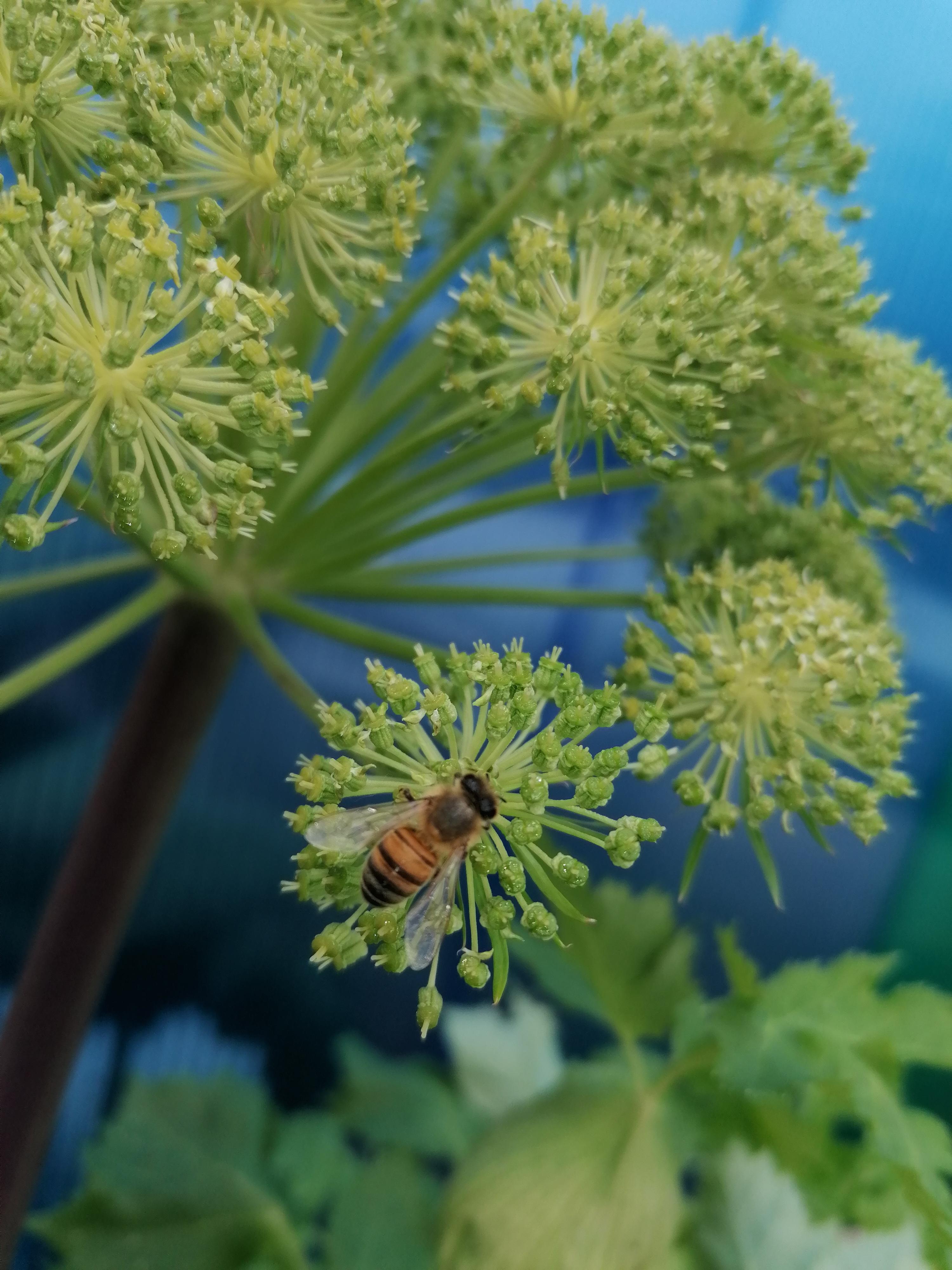 La distillazione di Semi di angelica