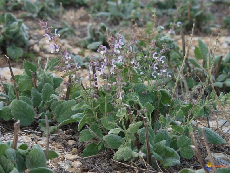 Salvia sclarea — photo 2