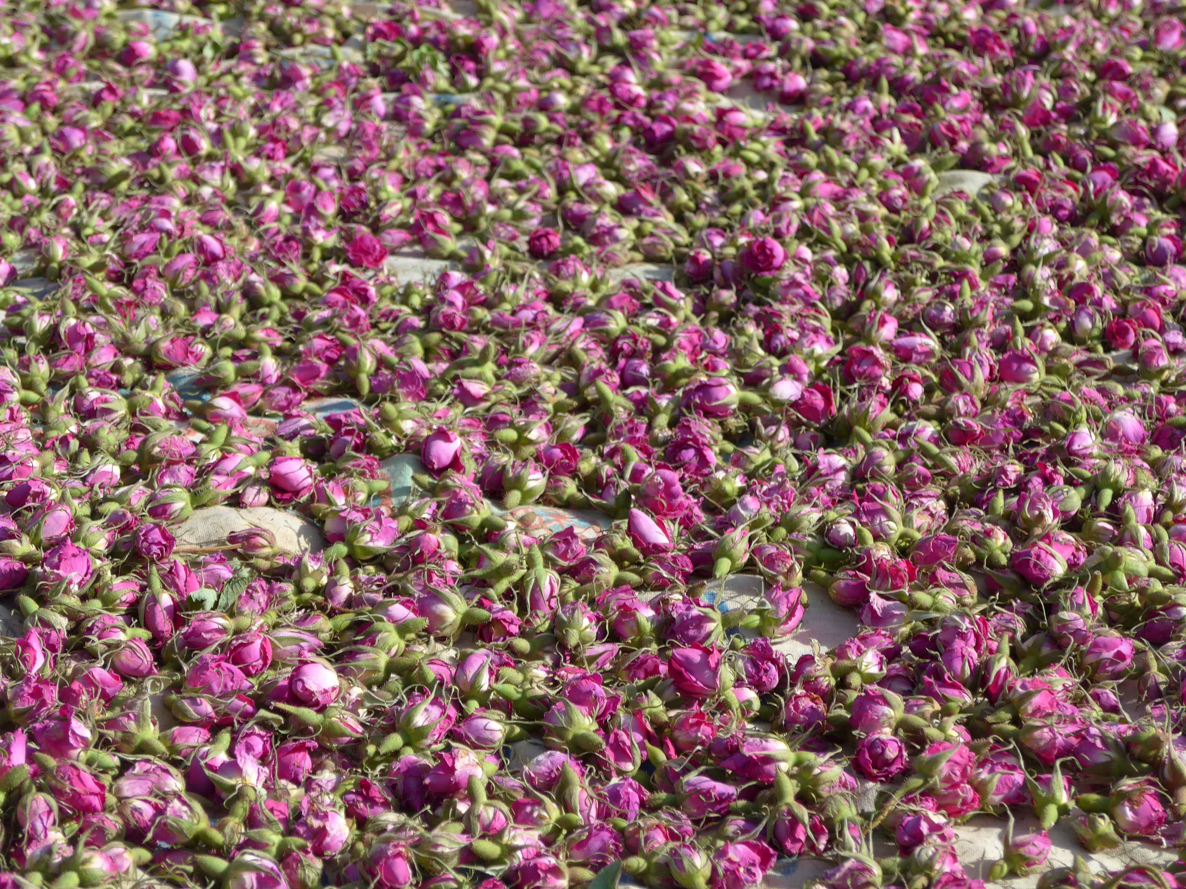 La distillazione di Rosa damascena