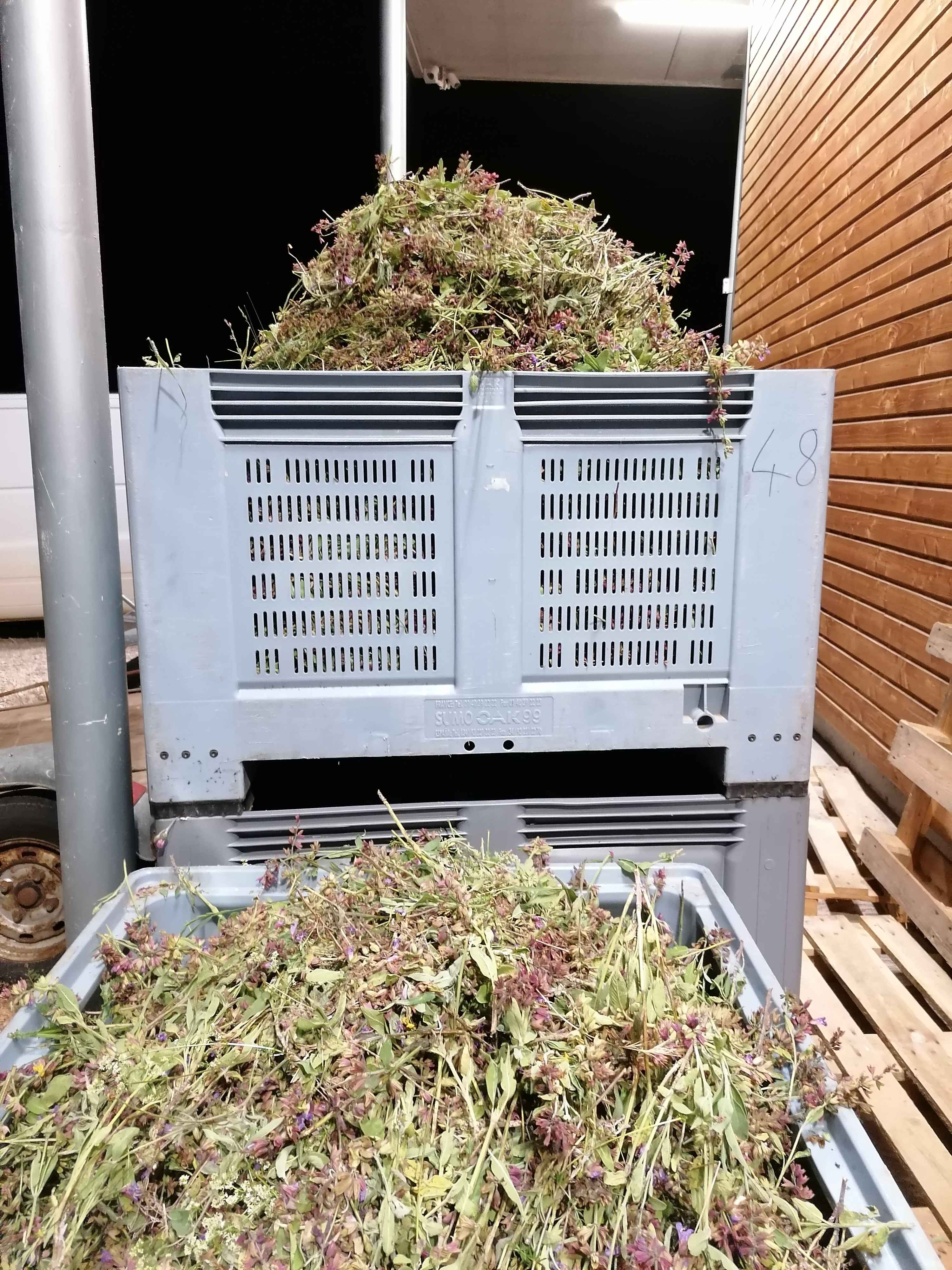 Decouvrez la distillation Idrolato di salvia 100% biologico e artigianale