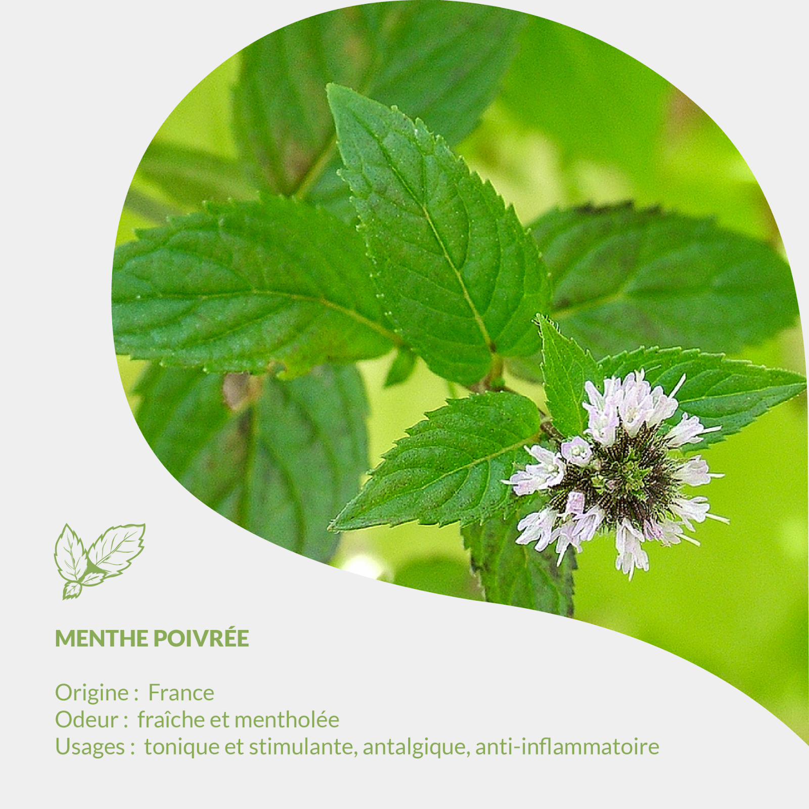 Erbario Essenciagua - Menta piperita