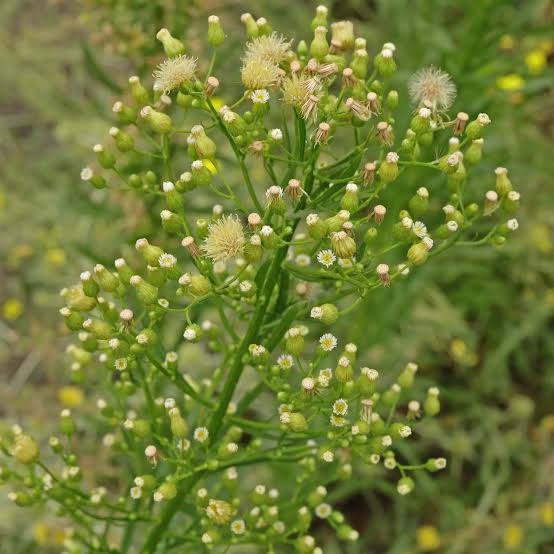 Fleabane del Canada — photo 2