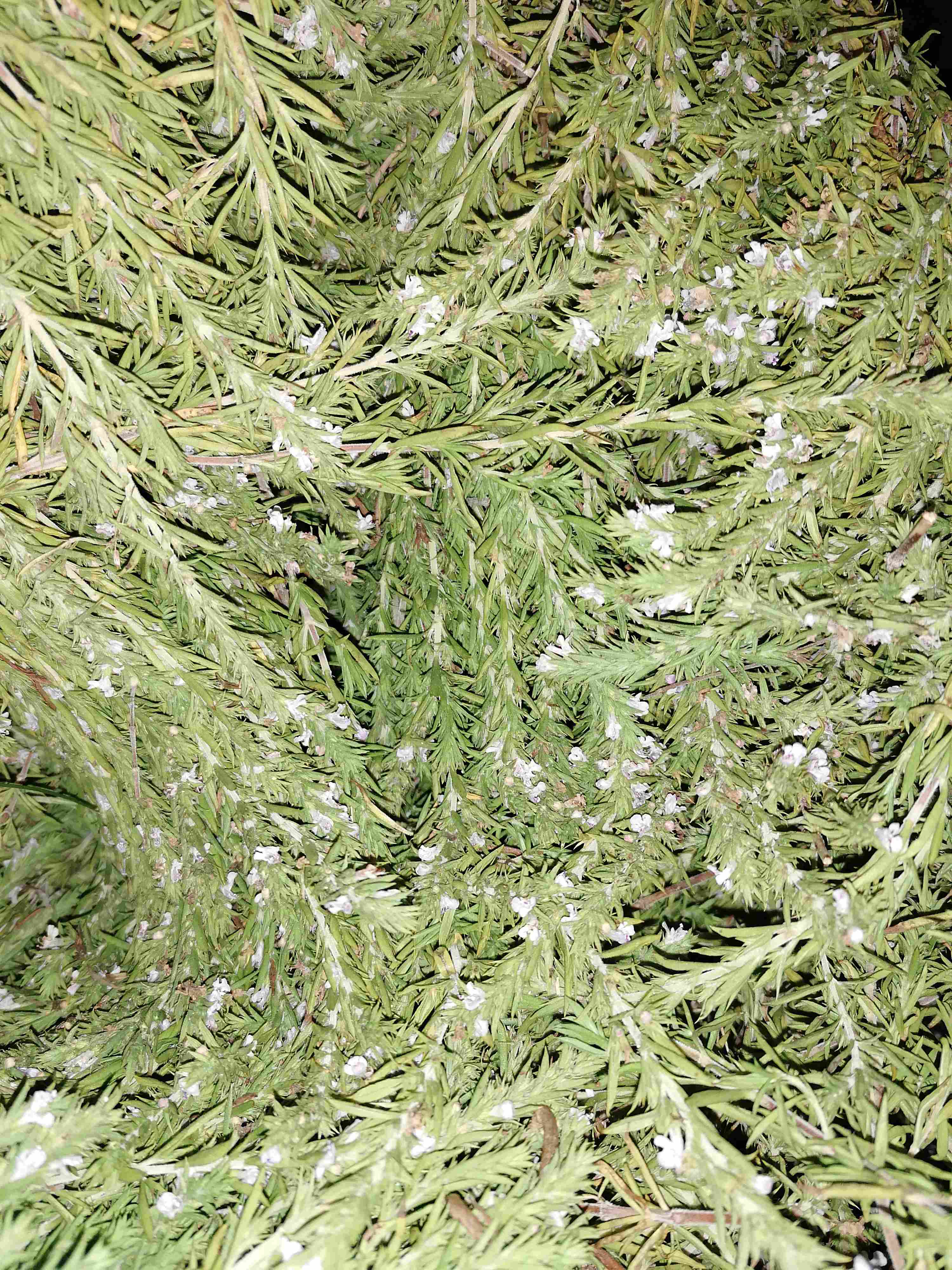 La distillazione di Salvia di montagna del Quercy