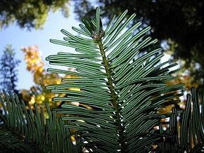 Abete gigante — photo 3