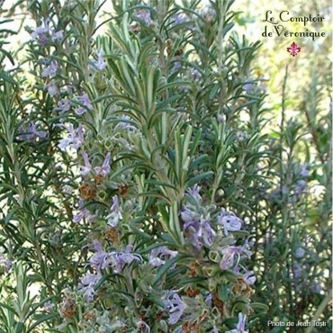 Rosmarino (germoglio) — photo 3