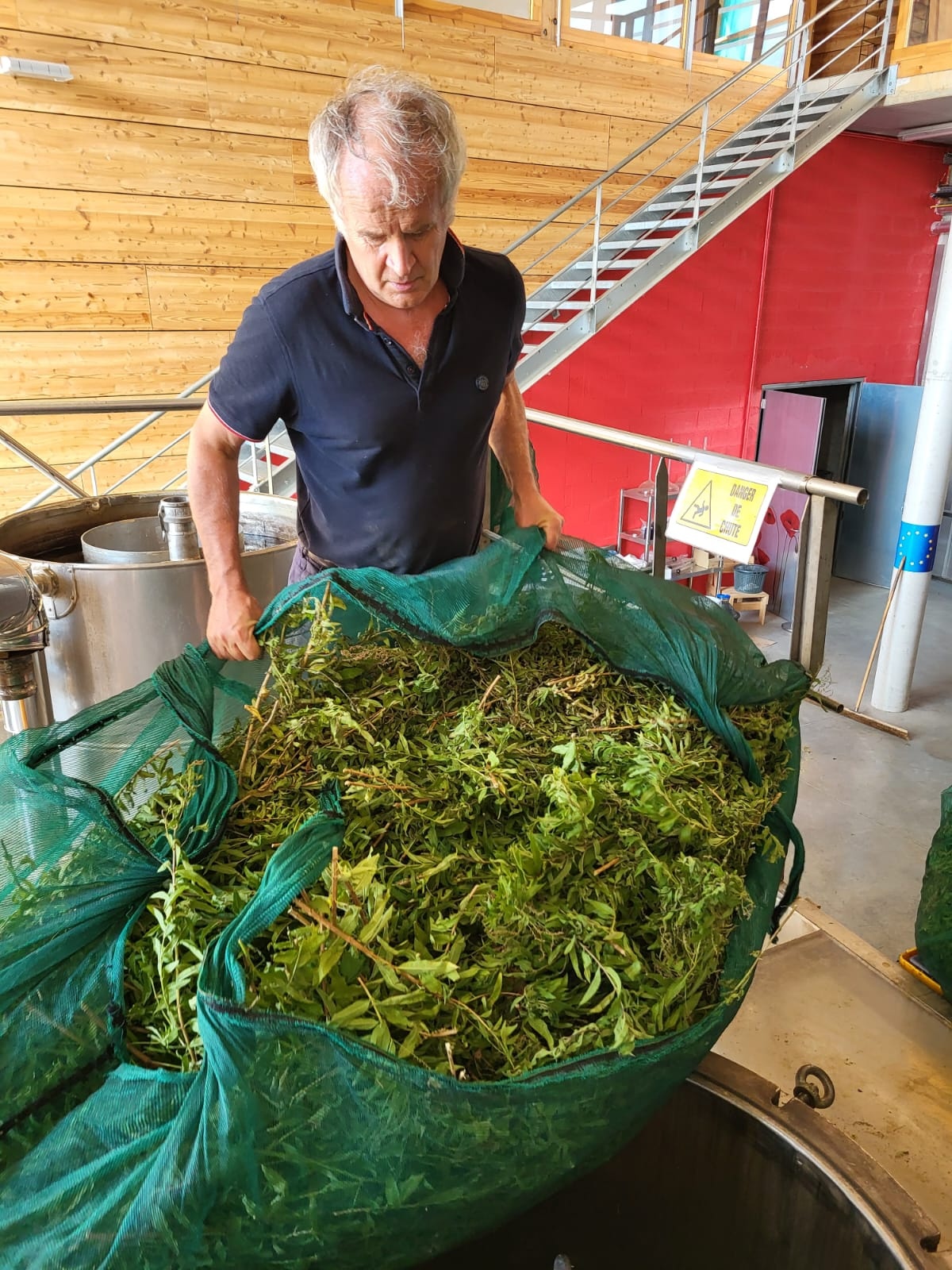 La distillazione di Verbena del limone di Tarn