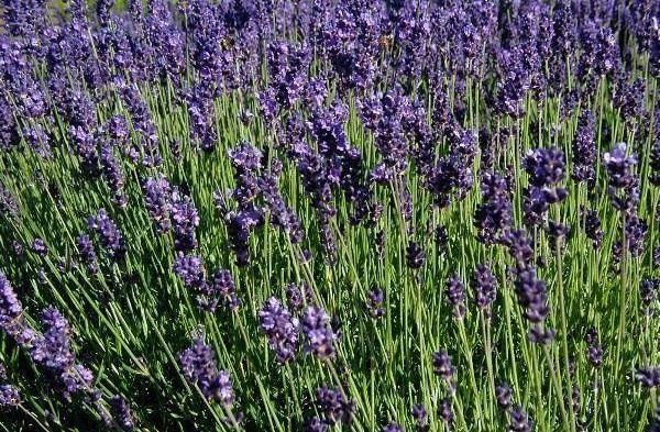 Spiga di lavanda — photo 2