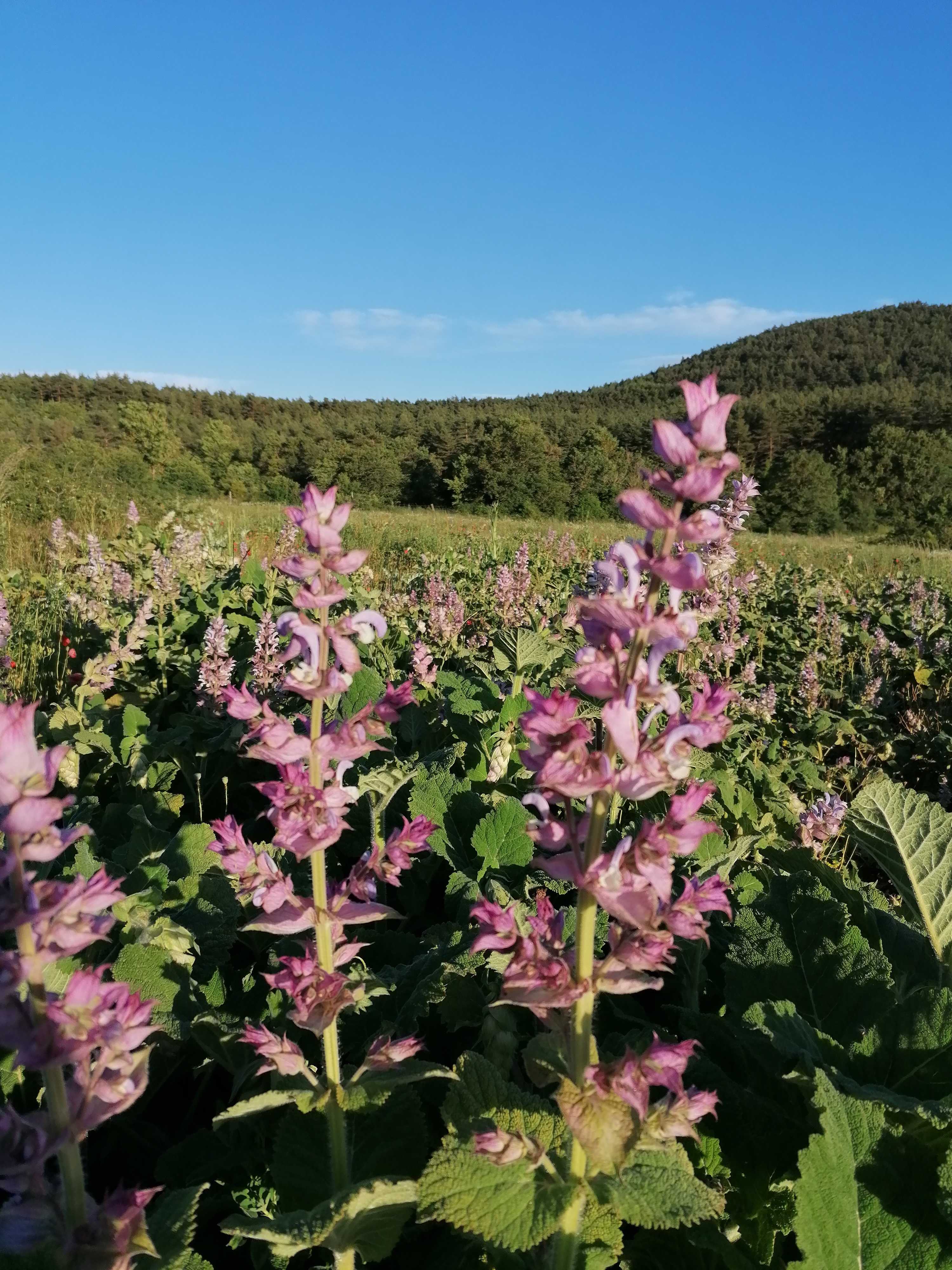 La distillazione di Salvia sclarea