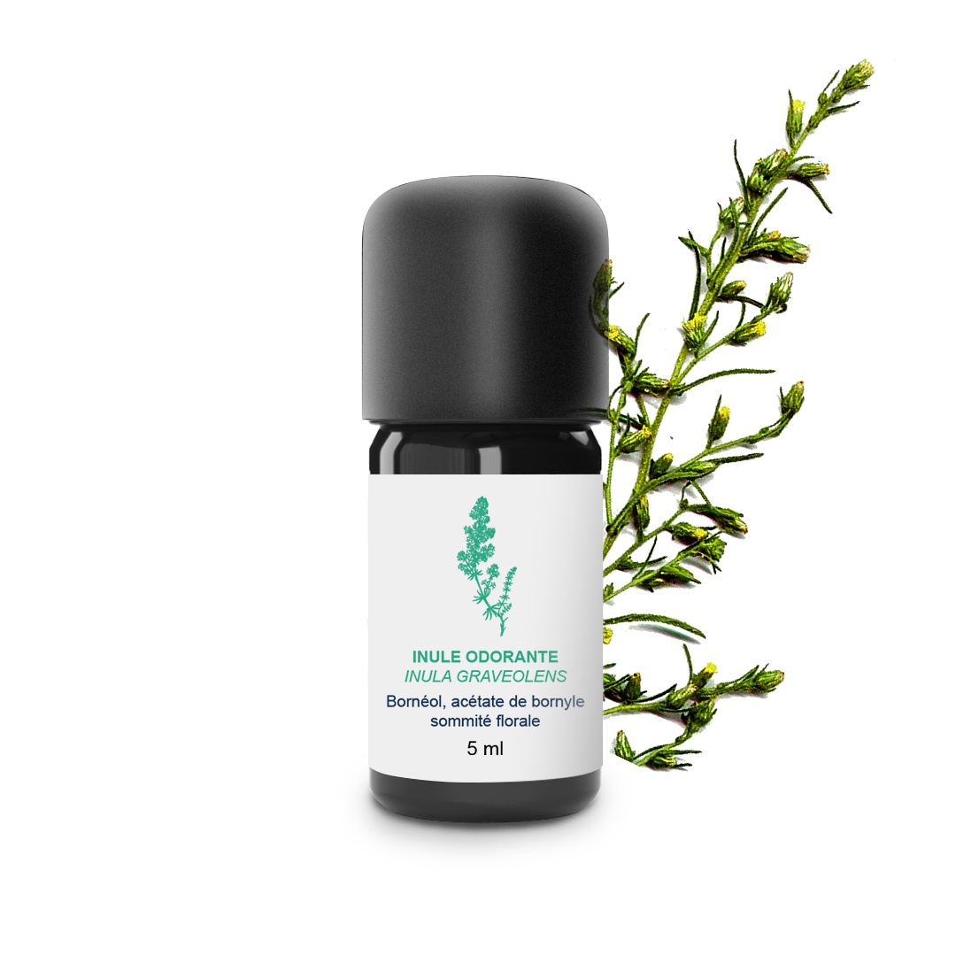 Olio essenziale di Inula 100% biologico e artigianale