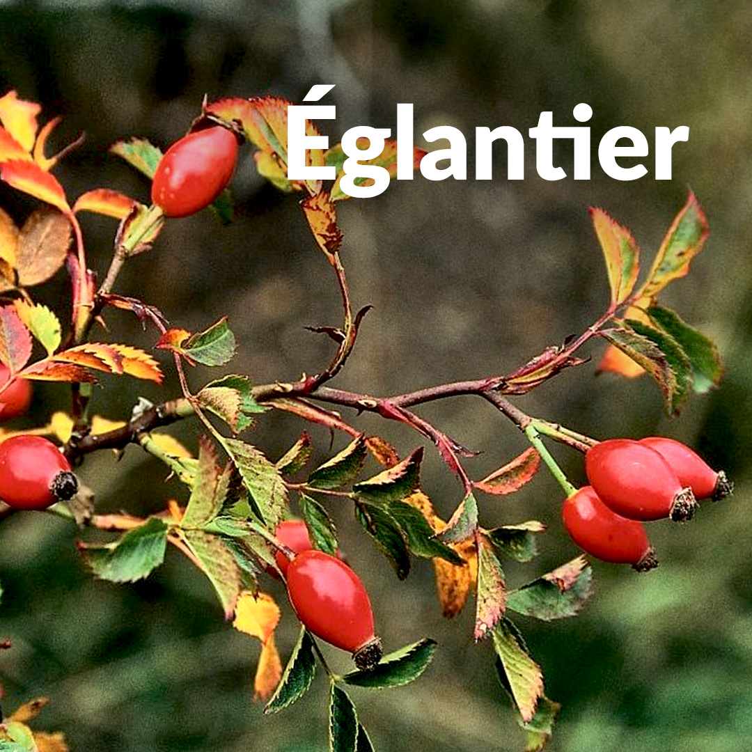 Rosa canina (gemma)