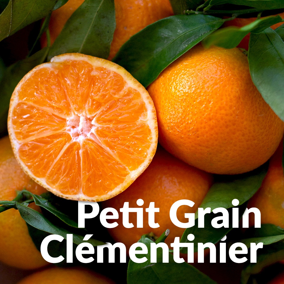Semi di clementina