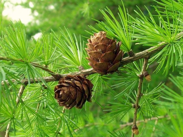 Larice — photo 2
