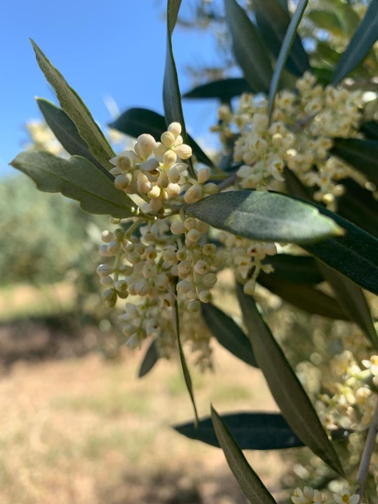 Olivo (gemma)