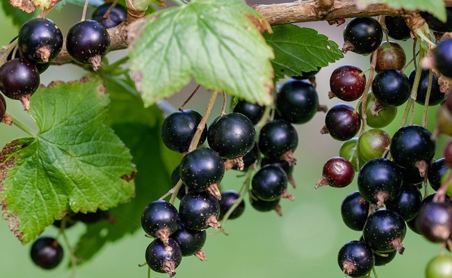 Ribes nero (gemma) — photo 3