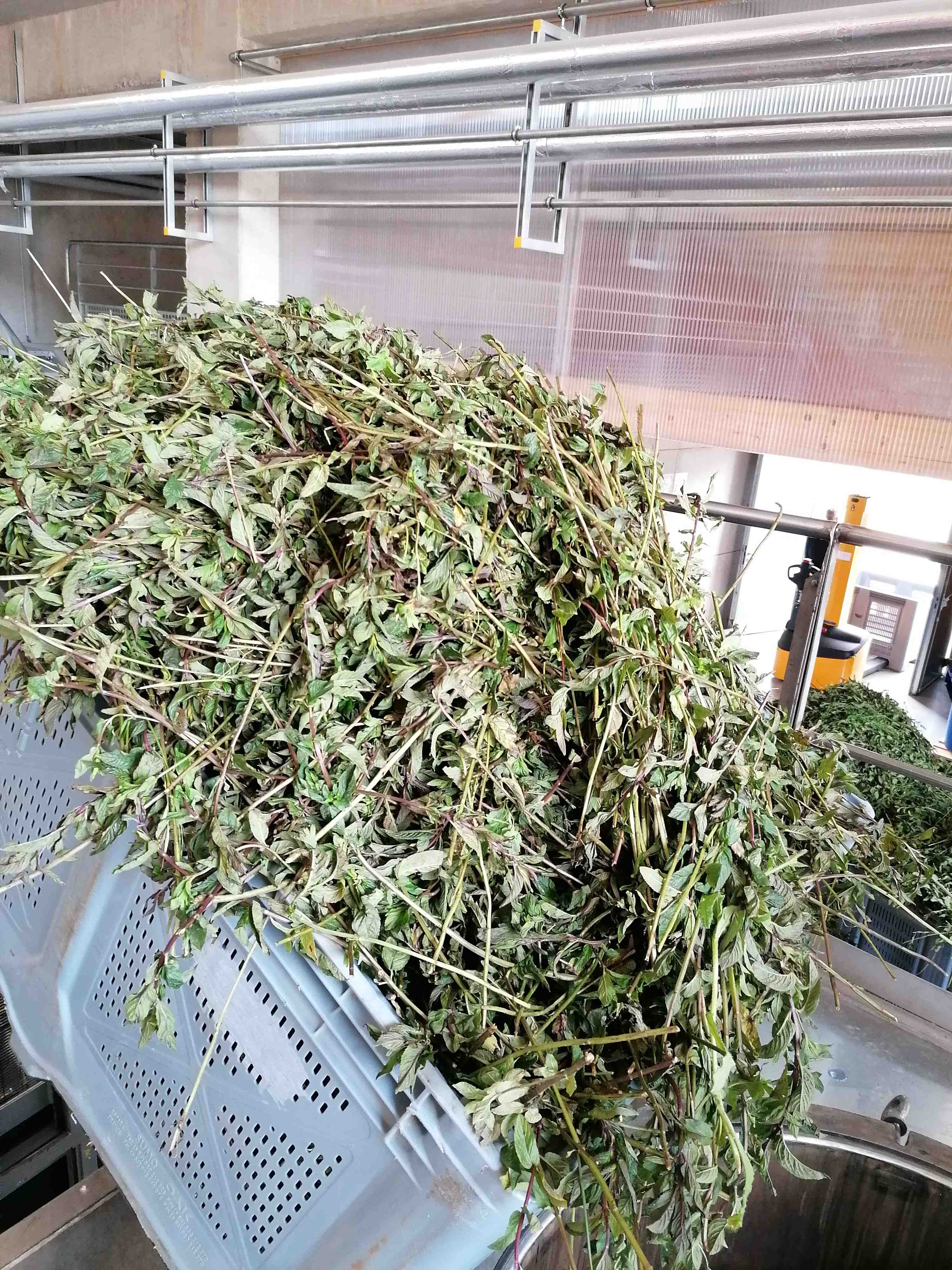 Decouvrez la distillation Idrolato di salvia 100% biologico e artigianale