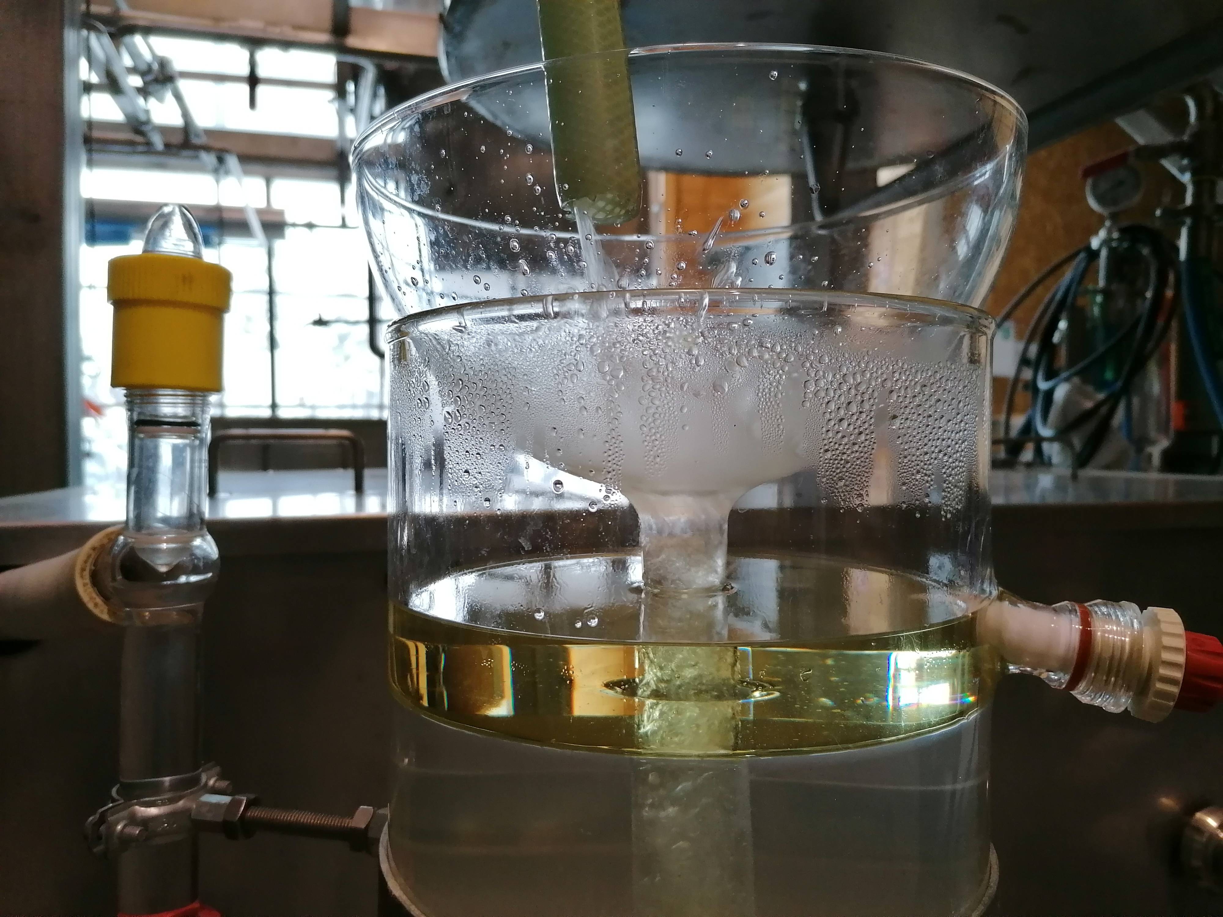 Decouvrez la distillation Olio essenziale di Angelica (radice) 100% biologico e artigianale