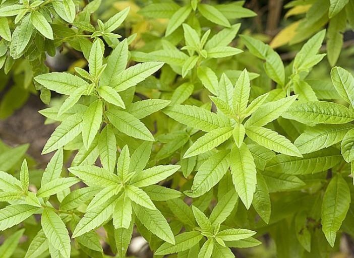 Verbena del limone di Tarn — photo 2