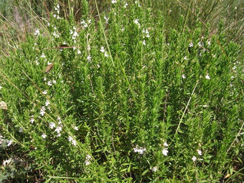 Salvia di montagna del Quercy — photo 2