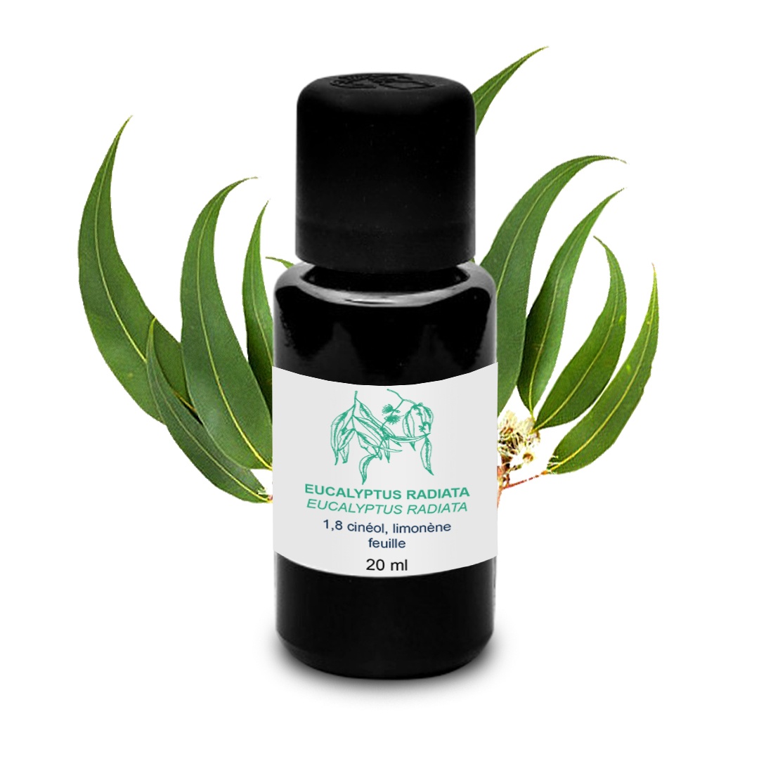 Olio essenziale di Eucalyptus radiata 100% biologico e artigianale