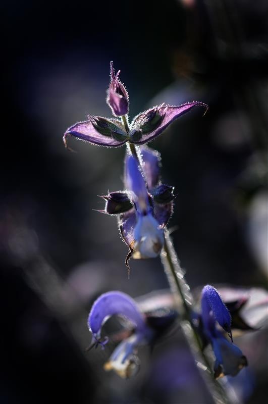 Salvia comune — photo 3