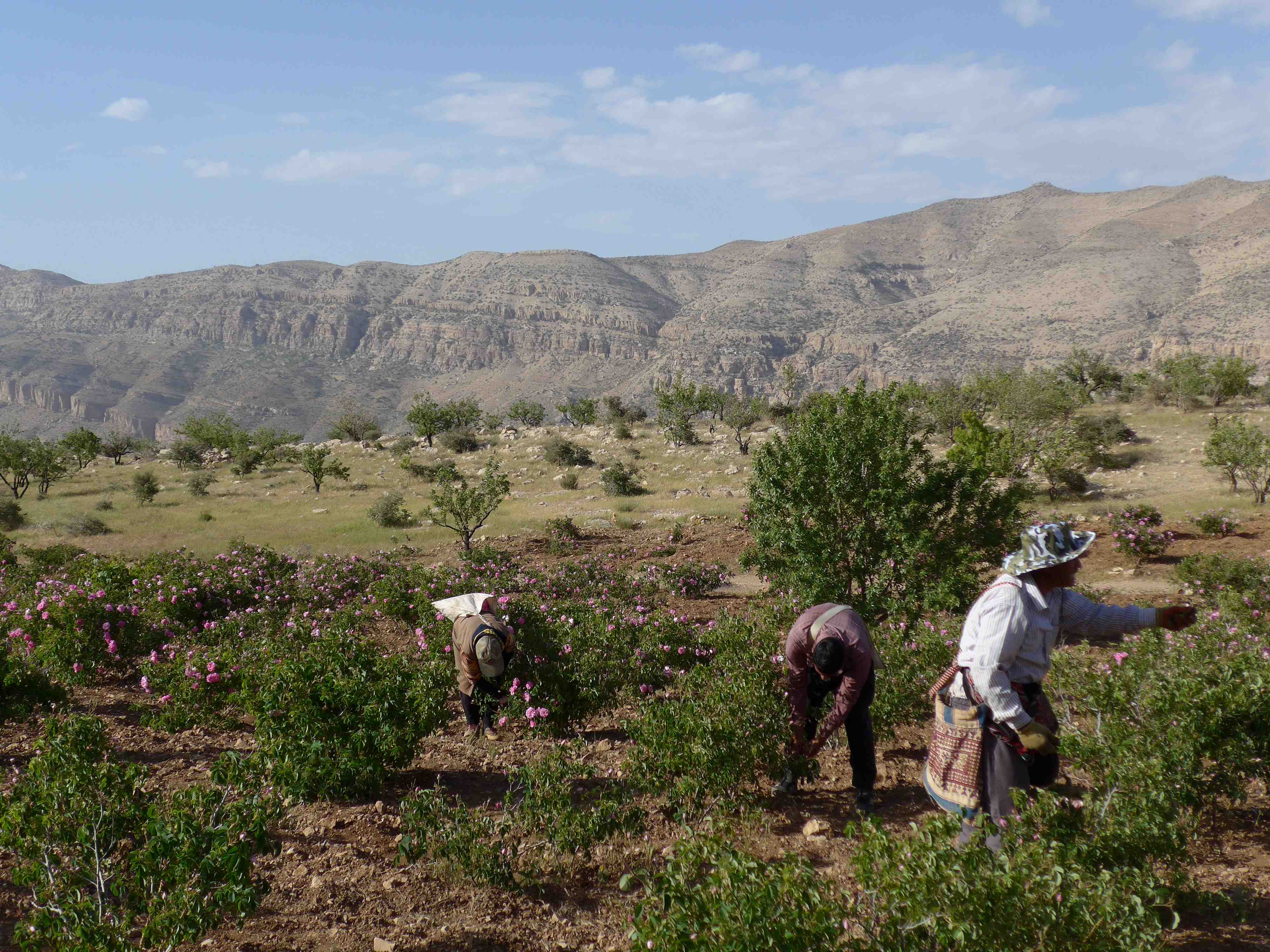 La distillazione di Rosa damascena