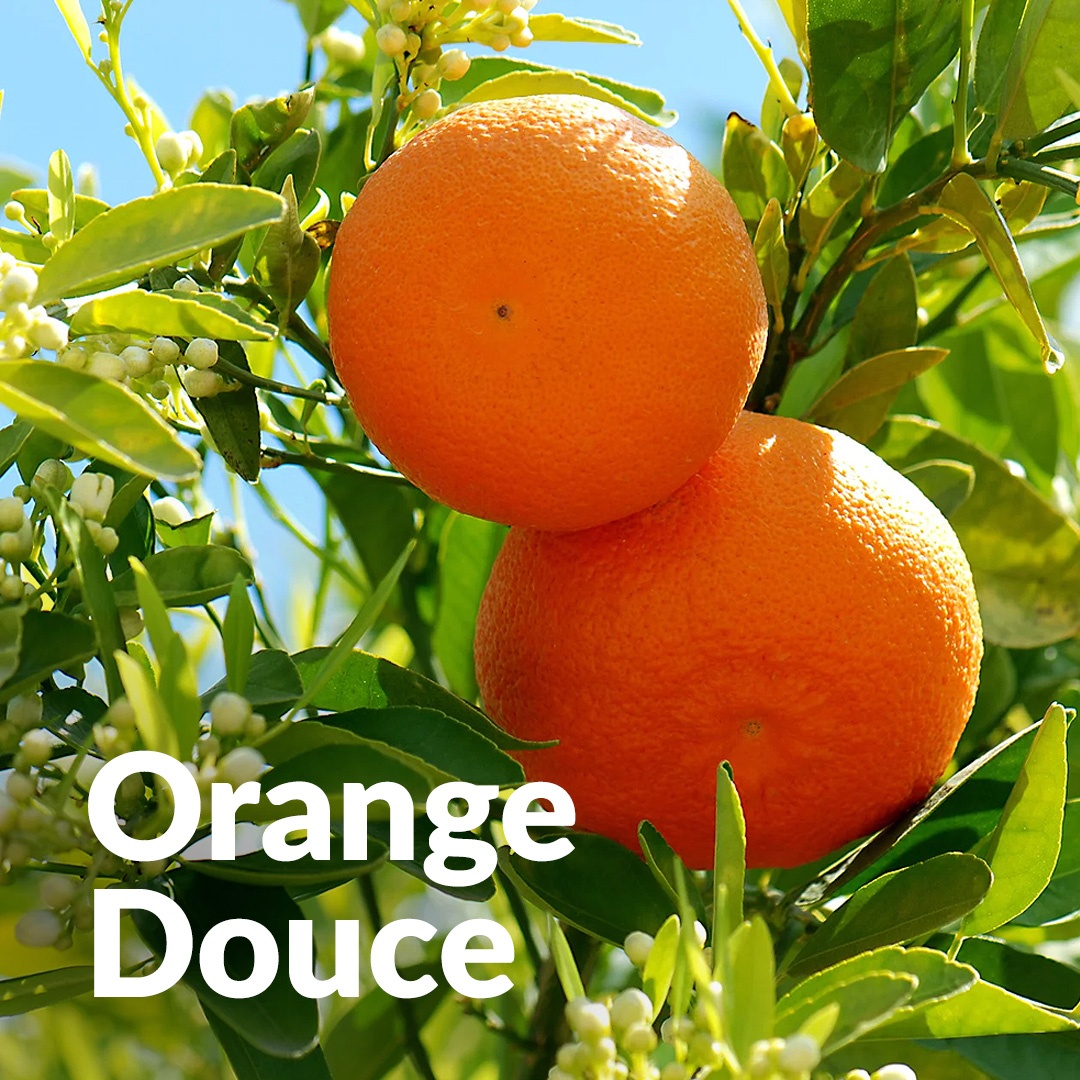 Arancia dolce