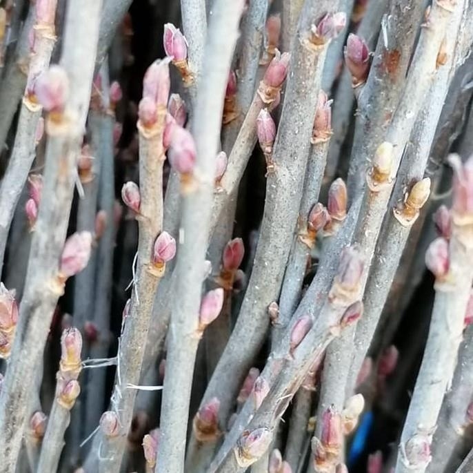 Ribes nero di Borgogna — photo 3