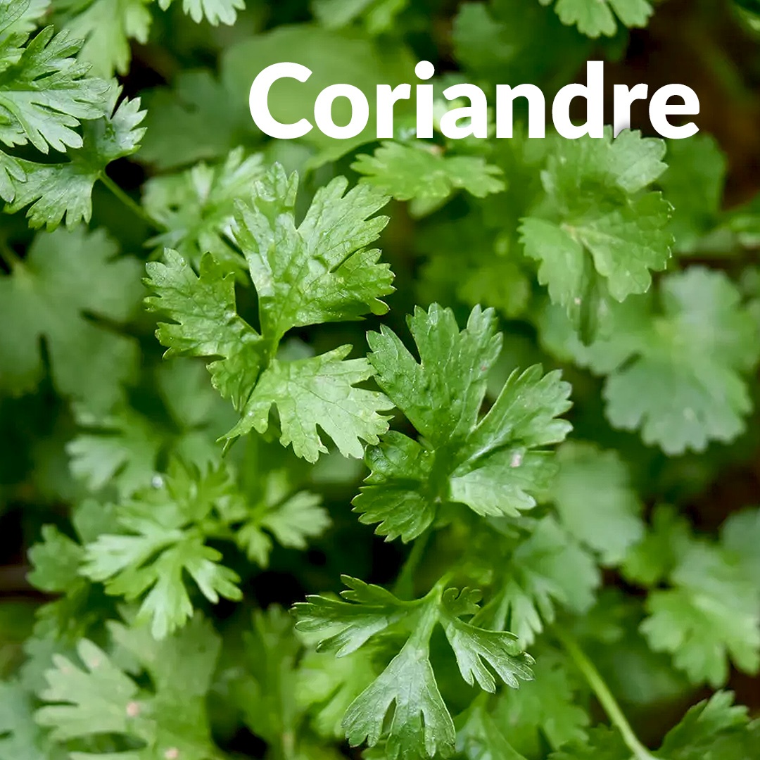 Semi di coriandolo