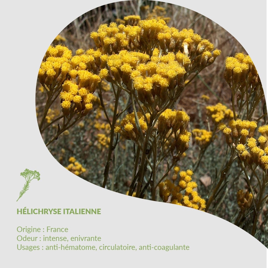 🌿 Herbarium d'Essenciagua - Elicriso italiano ssp. italicum