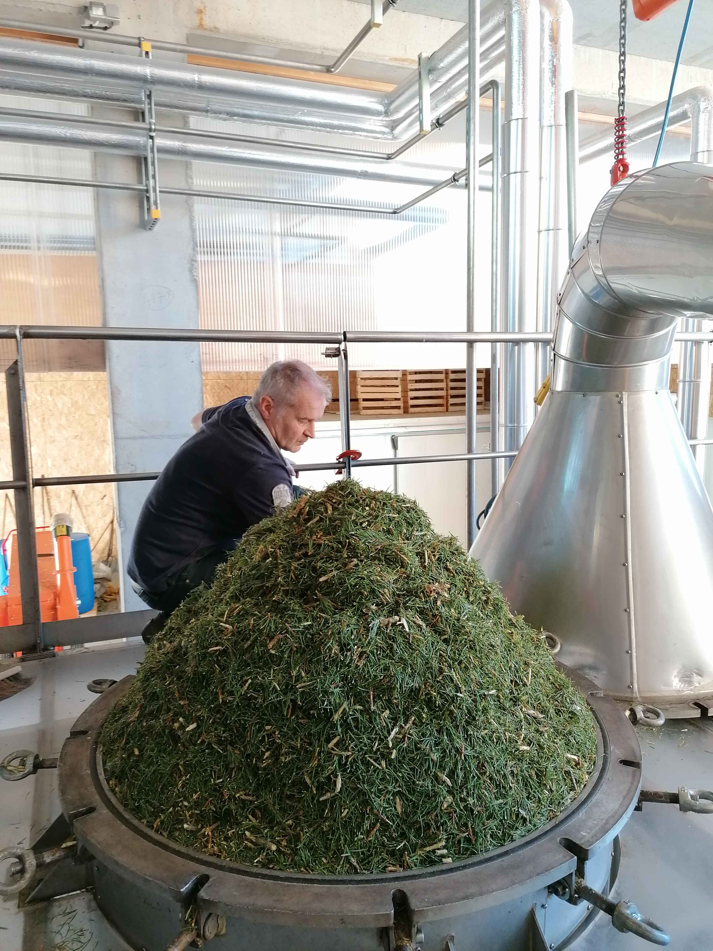 La distillazione di Pino silvestre