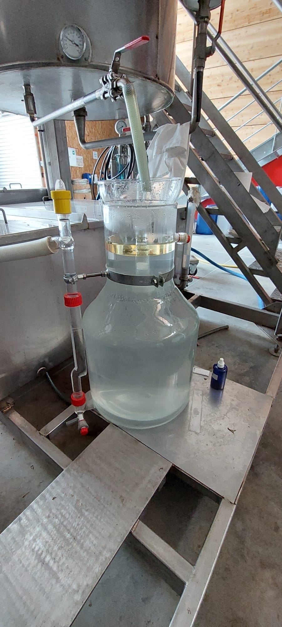 Decouvrez la distillation Olio essenziale di Angelica (radice) 100% biologico e artigianale