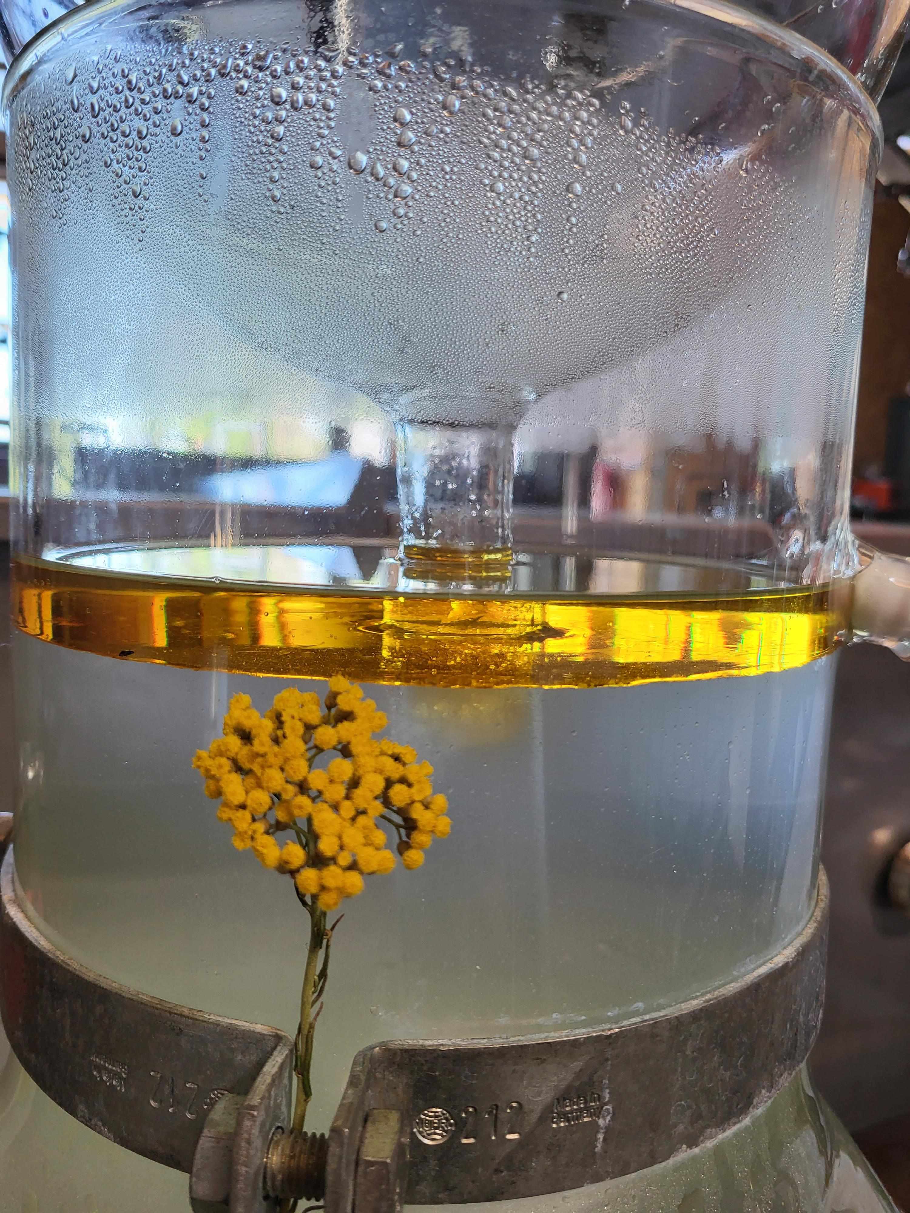 La distillazione di Elicriso italiano Immortelle