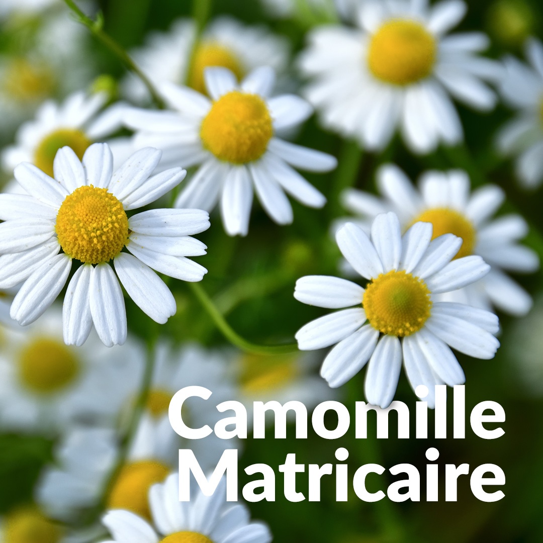 Camomilla tedesca Matricaria