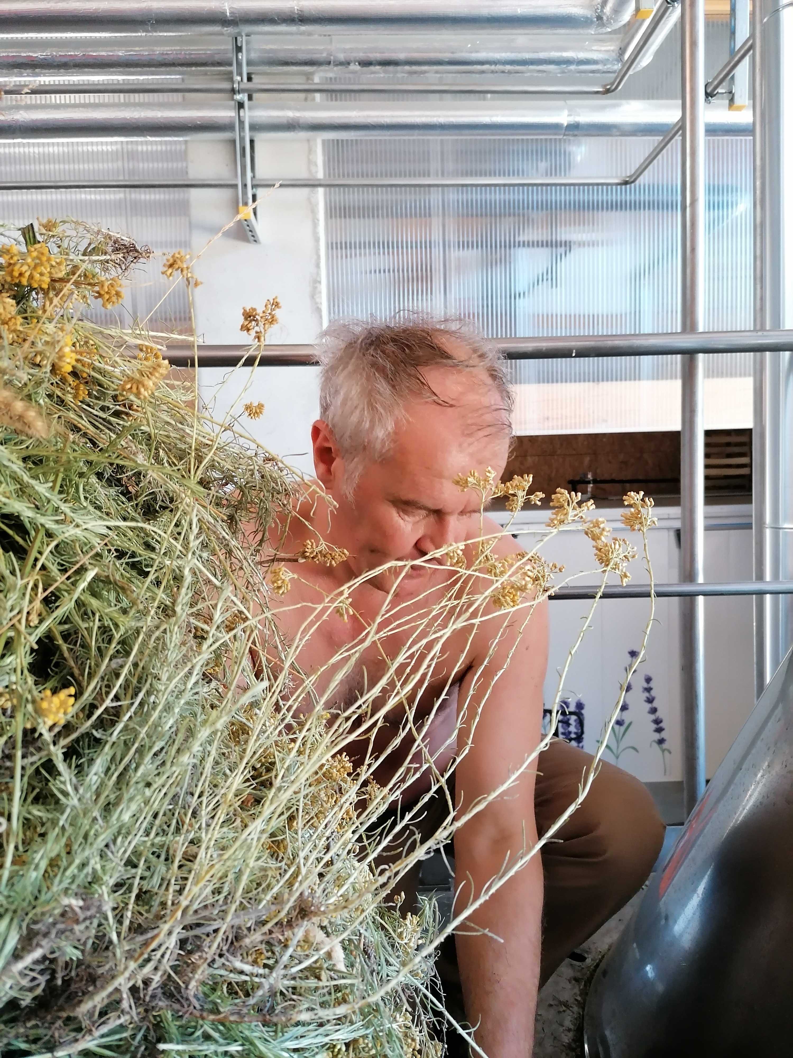 La distillazione di Elicriso italiano Immortelle