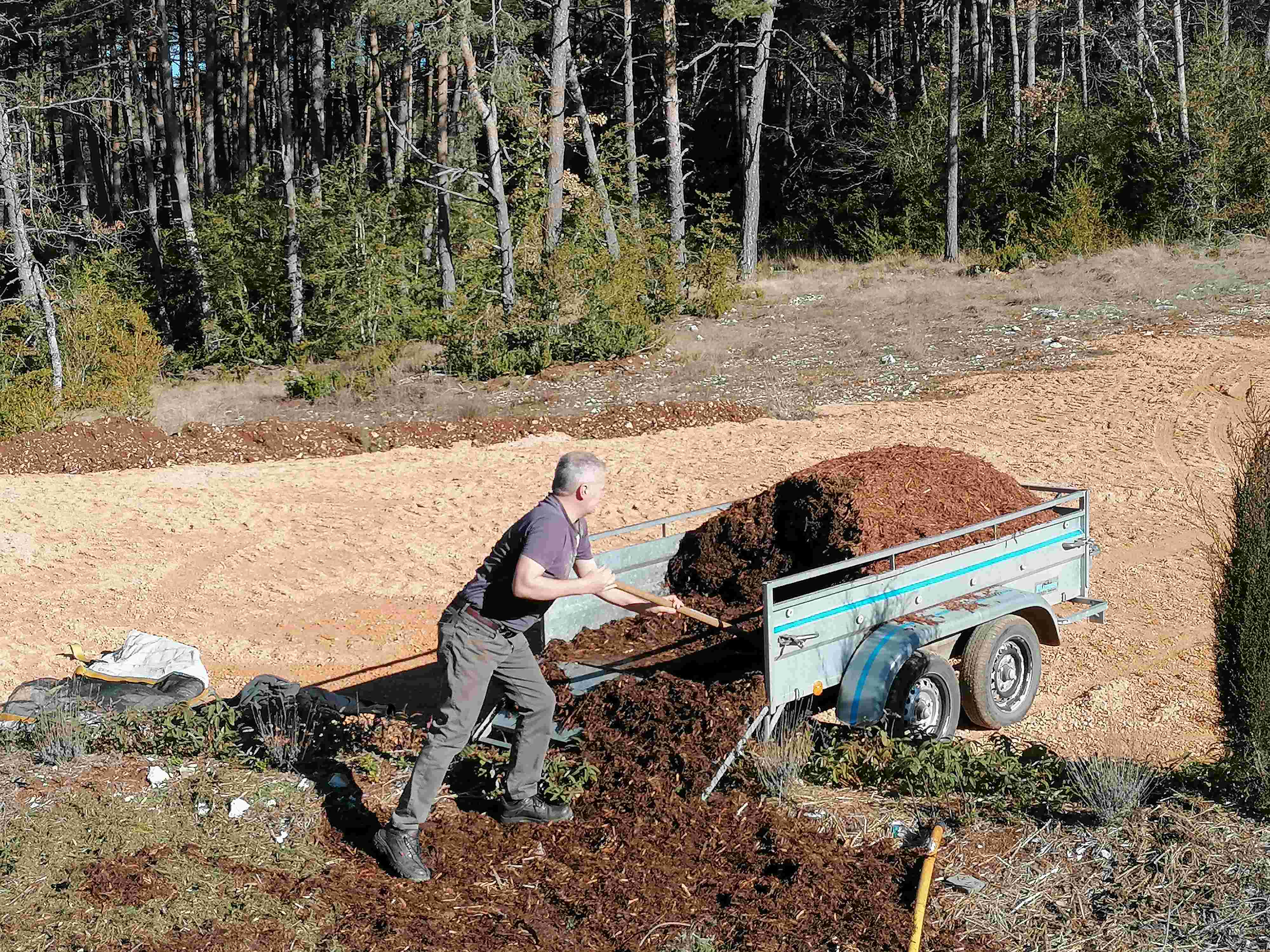 La distillazione di Pino silvestre