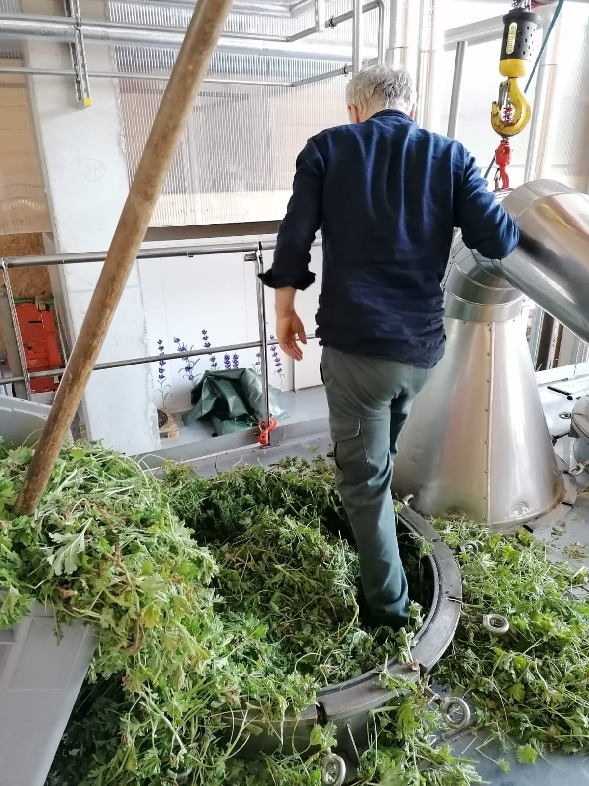 Decouvrez la distillation Olio essenziale di Geranio rosa Bourbon 100% biologico e artigianale